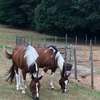 ranchhorsesga